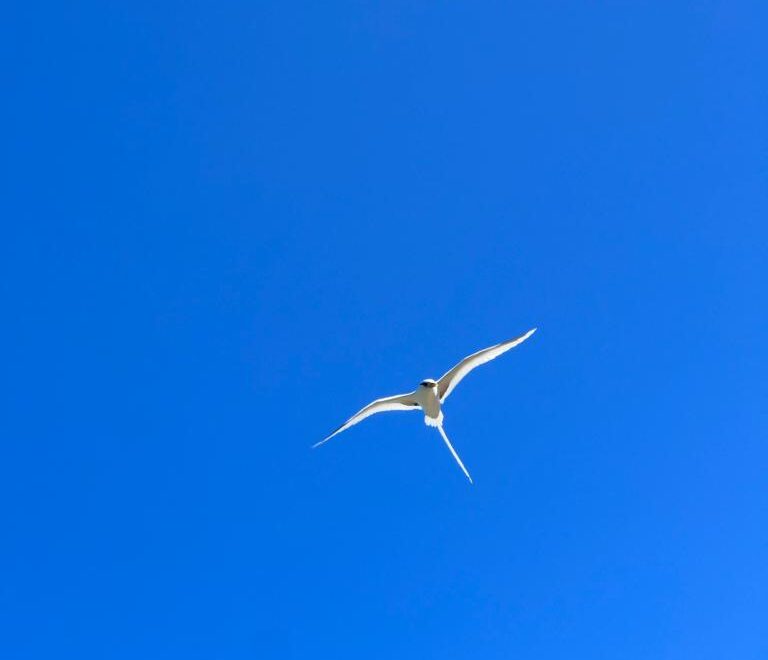 A Bird’s Sky Dance