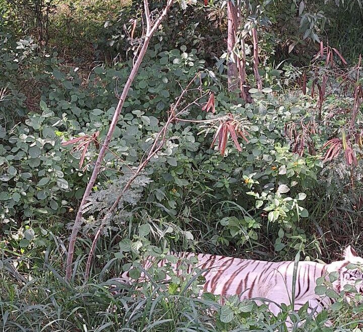 Stripes in the Shadows