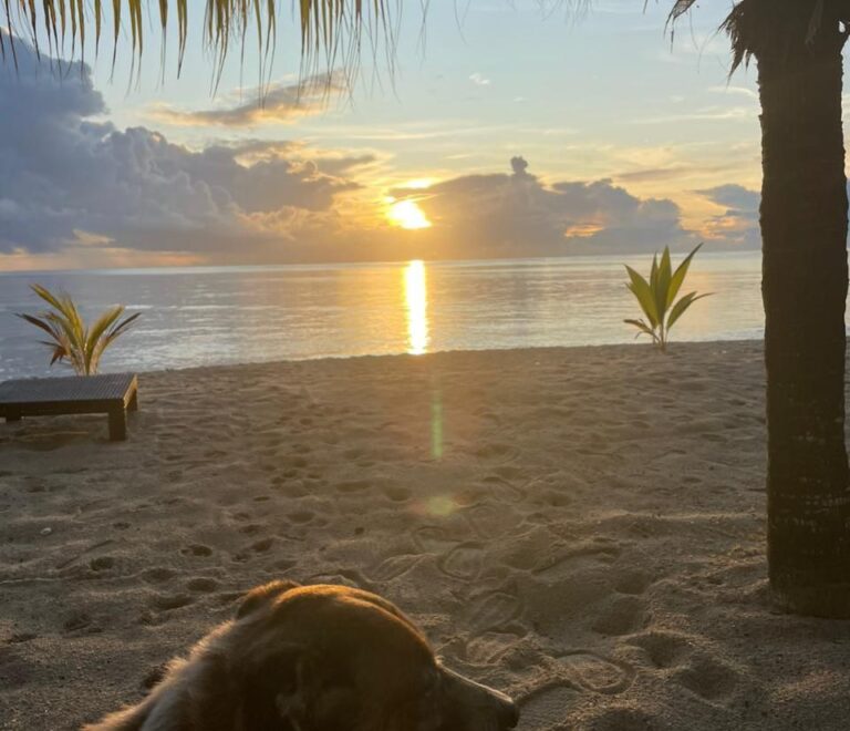 Canine Contemplation